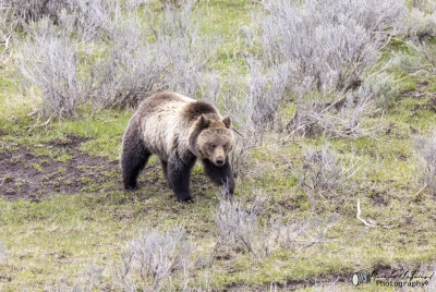 Grizzly Bear May 2025